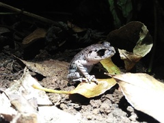 Leptobrachium hasseltii