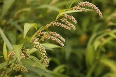 Persicaria tomentosa