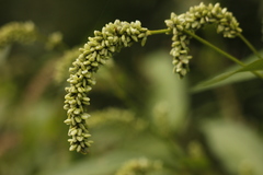 Persicaria tomentosa