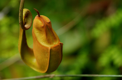 Nepenthes bicalcarata