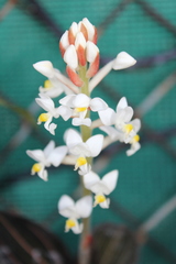 Ludisia discolor