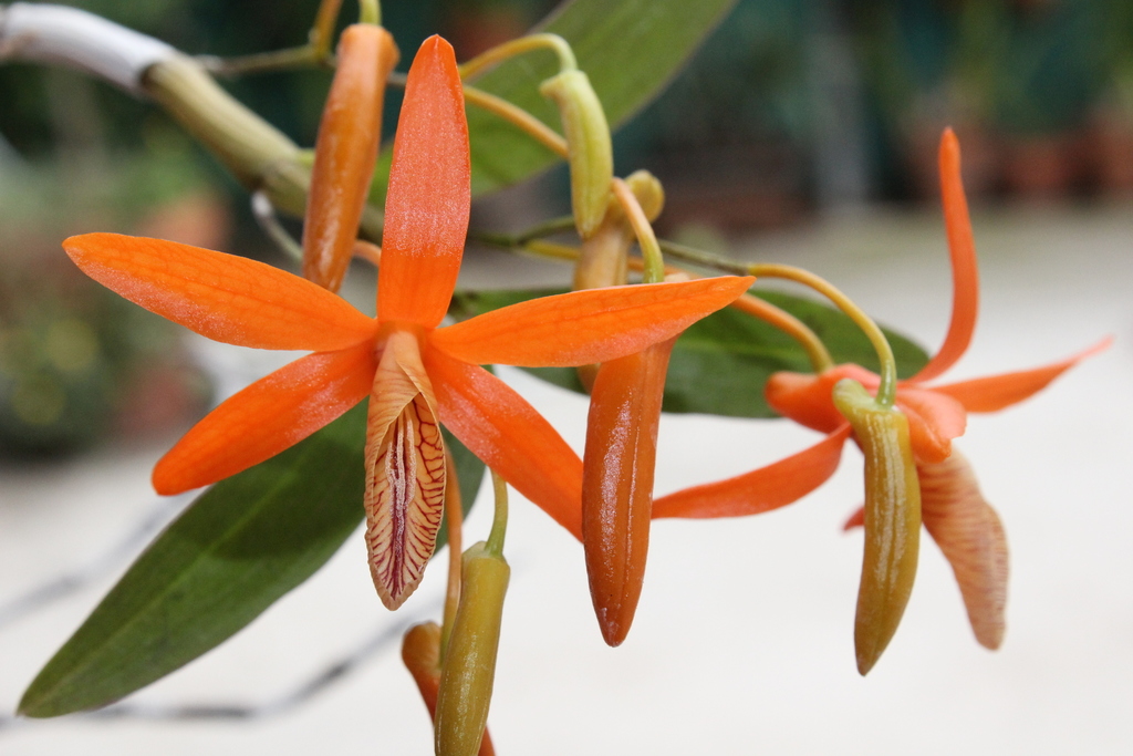 Dendrobium unicum (Dendrobium unicum)