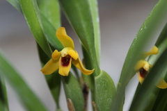 Maxillaria variabilis