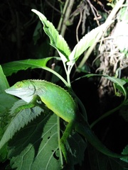 Pseudocalotes tympanistriga