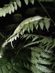 Pseudocalotes tympanistriga