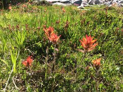Castilleja peirsonii