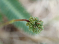 Neptunia pubescens