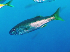 Bigeye photo 1