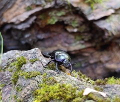 Trypocopris vernalis