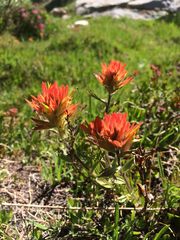 Castilleja peirsonii