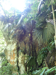 Cryosophila kalbreyeri