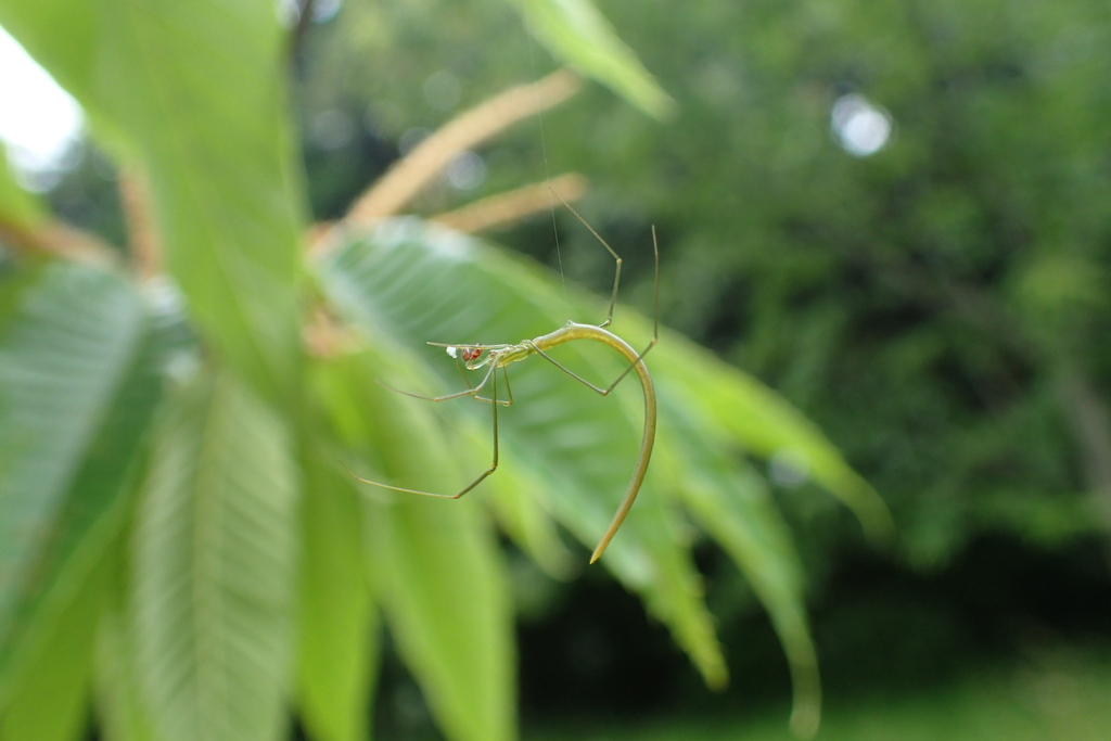 Ariamnes cylindrogaster in June 2016 by hakkahamushi · iNaturalist
