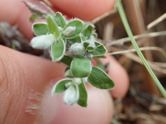 Evolvulus sericeus