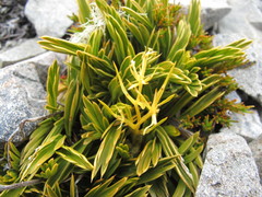 Aciphylla monroi