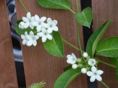Stephanotis floribunda