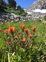 Castilleja peirsonii