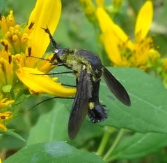 Lepidophora lepidocera