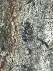Camponotus pennsylvanicus