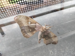 Antheraea polyphemus