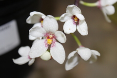 Sarcochilus hartmannii