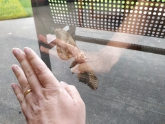 Antheraea polyphemus