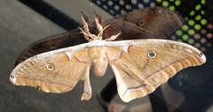 Antheraea polyphemus
