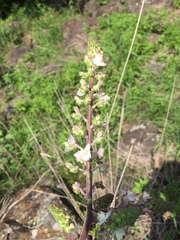 Thyrsanthemum floribundum