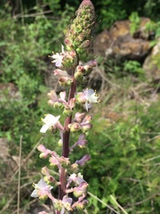 Thyrsanthemum floribundum