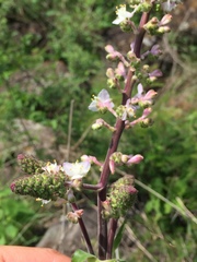 Thyrsanthemum floribundum