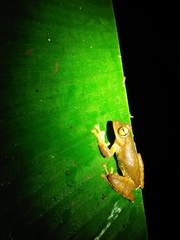 Rhacophorus margaritifer
