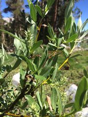 Salix orestera