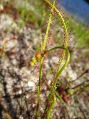 Drosera filiformis