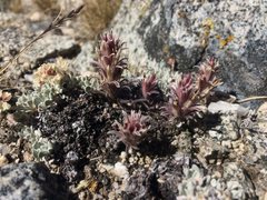Castilleja nana