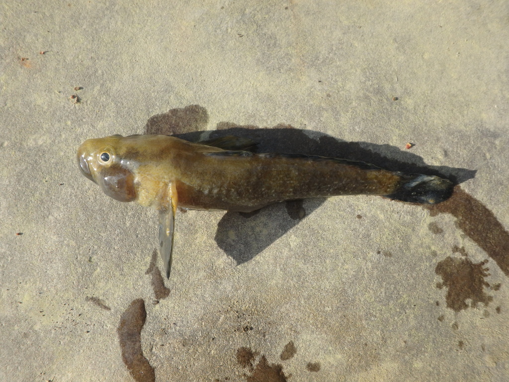 Riverine Goby
