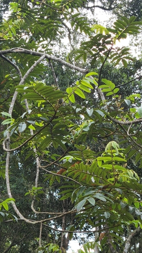 West Indian sumac (Brunellia comocladiifolia)