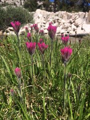 Castilleja lemmonii