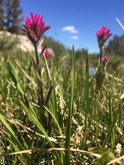 Castilleja lemmonii