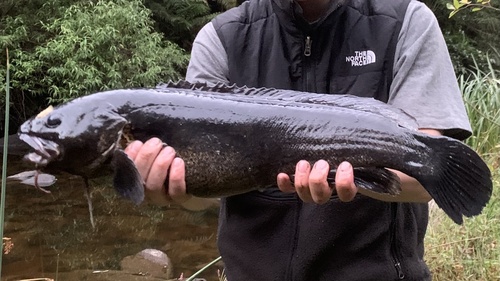 Blackfish (Gadopsis marmoratus) — Percichthyidae