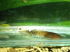 Rhacophorus margaritifer