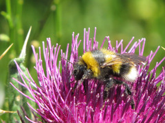 Bombus ruderatus