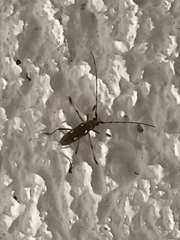 Eburia