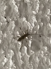 Eburia