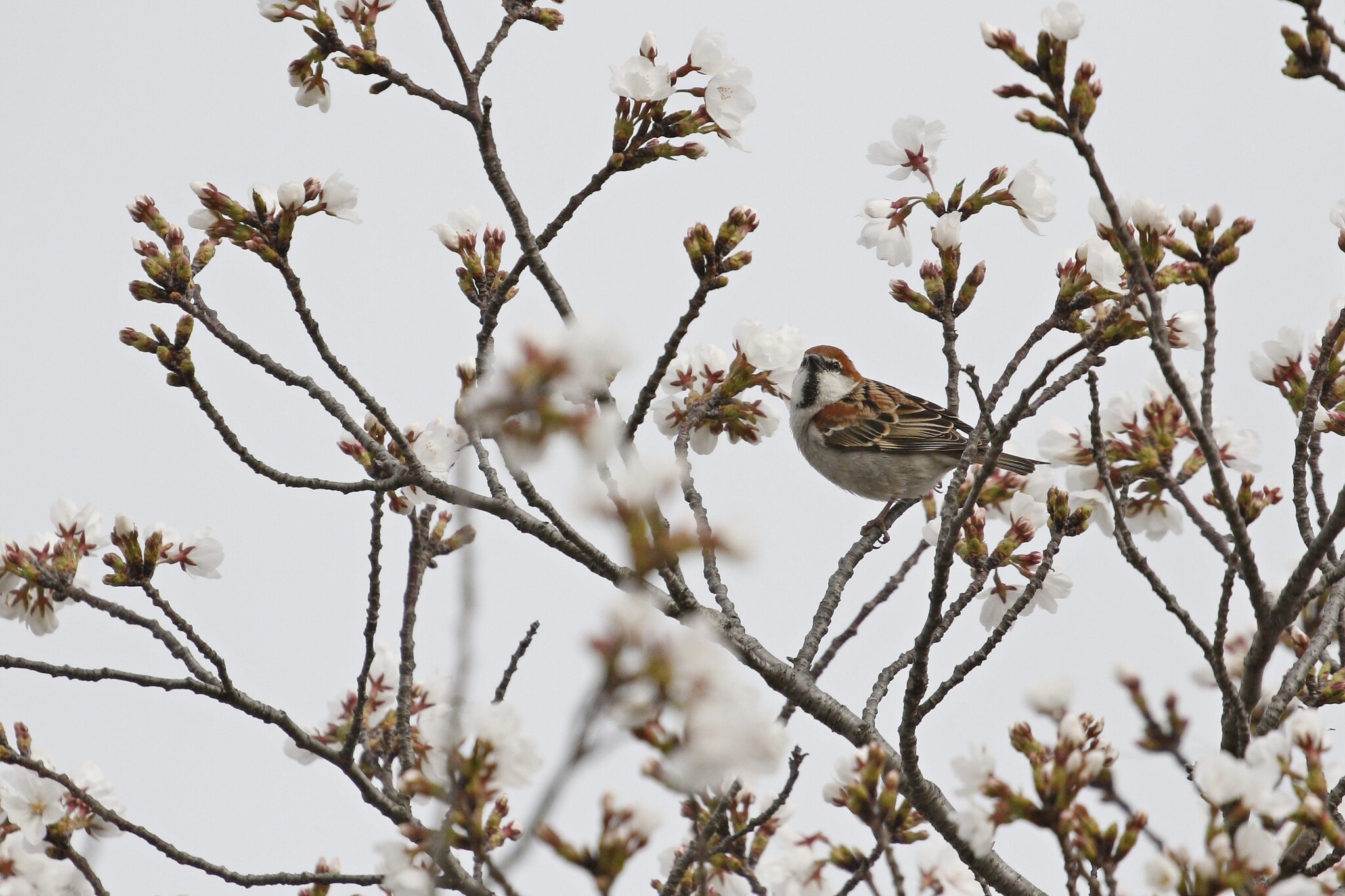 Russet Sparrow