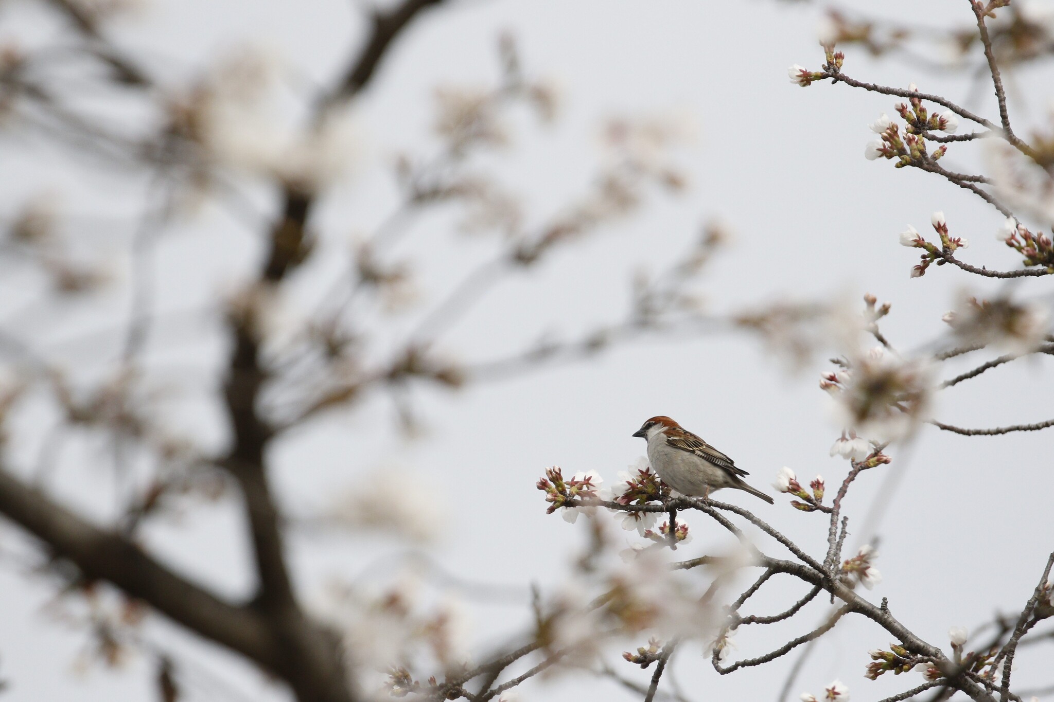 Russet Sparrow