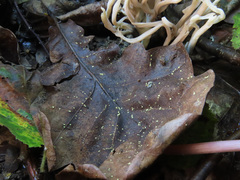 Calycellina punctata