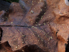 Calycellina punctata