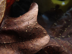 Calycellina punctata