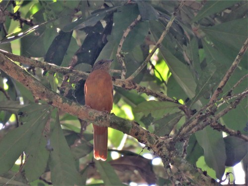 Fraser's Rufous Thrush (Stizorhina fraseri), photo 9