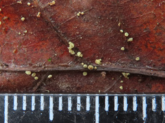 Calycellina punctata