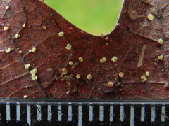 Calycellina punctata